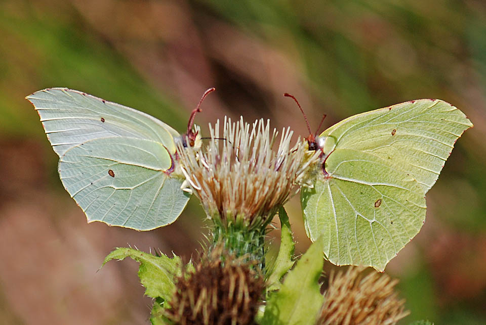 Gonepteryx rhamni   femmina e maschio